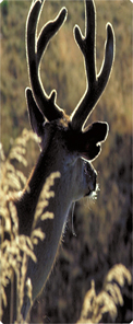 Gone Hunting (Deer)